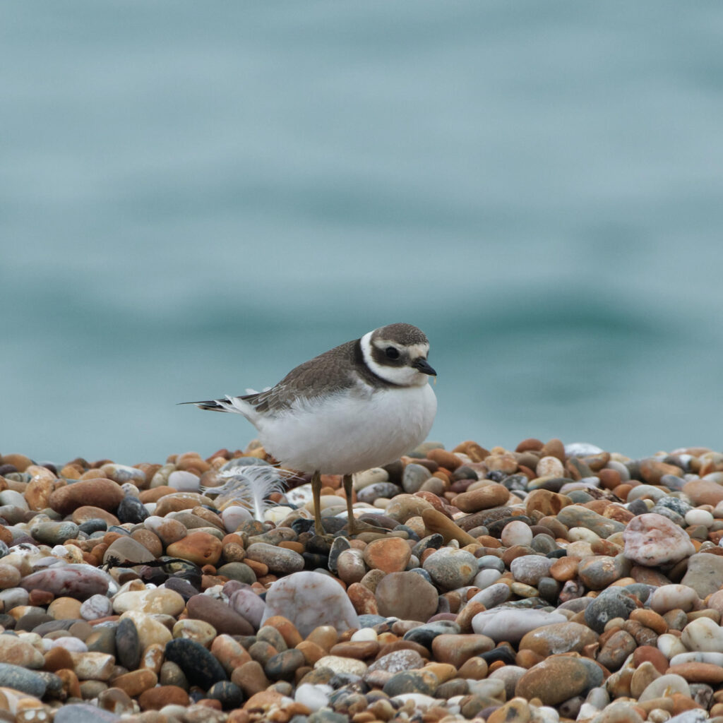 Photo of Ringed Plover